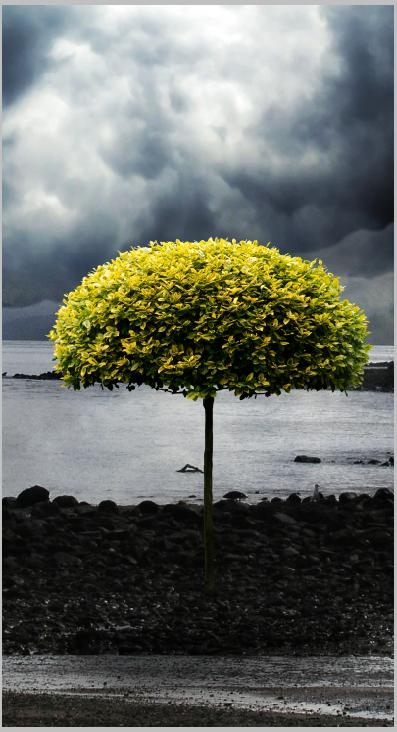 Creation of Nature Always Wins: Step 3